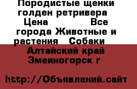 Породистые щенки голден ретривера › Цена ­ 25 000 - Все города Животные и растения » Собаки   . Алтайский край,Змеиногорск г.